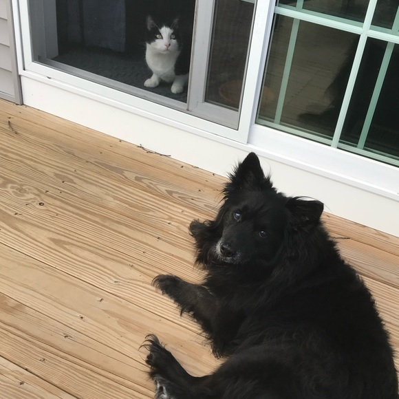 Meet your Posher, Posh - Picture 6 of 6